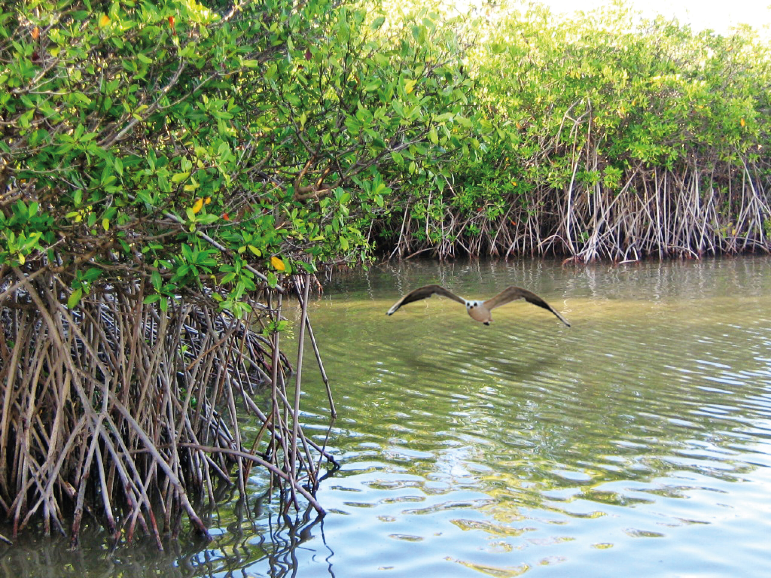 isla de las rosas